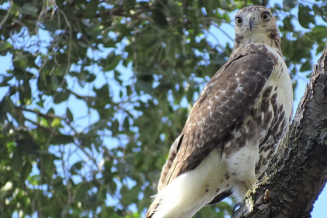 bird watching Hudson County Parks