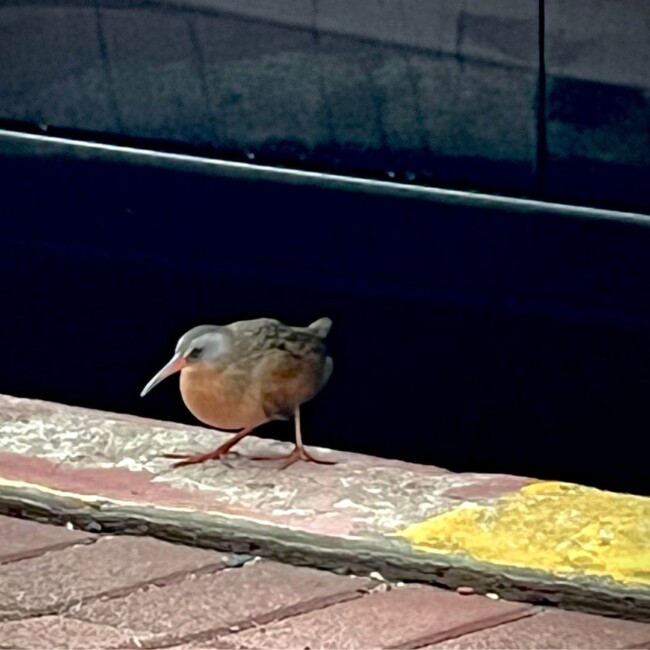 birdwatching hoboken