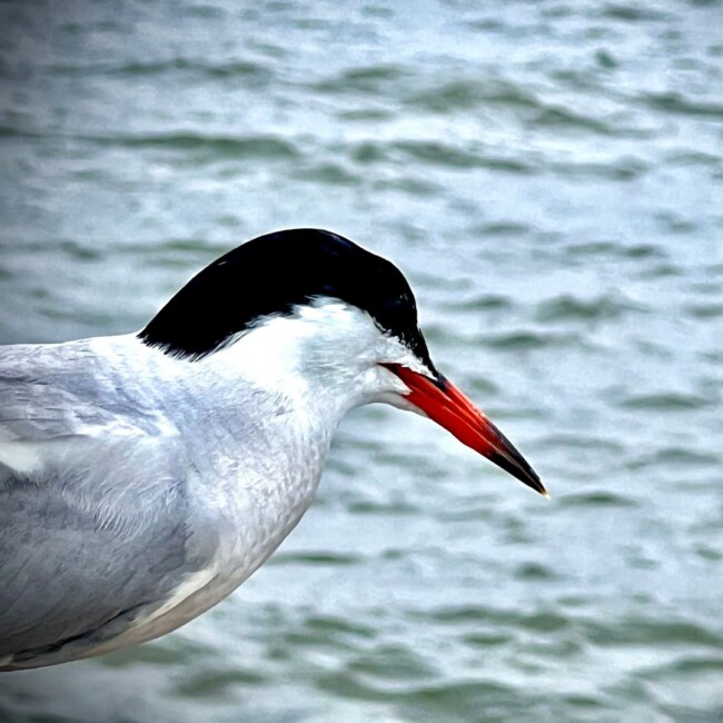 birdwatching hoboken jeff train birdwatching
