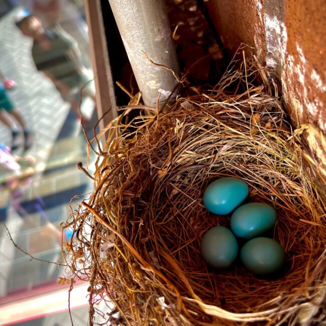 birdwatching tours hoboken jeff train