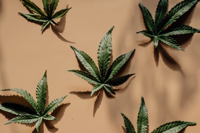 cannabis dispensary downtown flwr