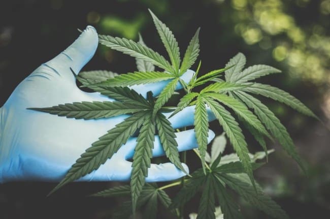 cannabis women industry