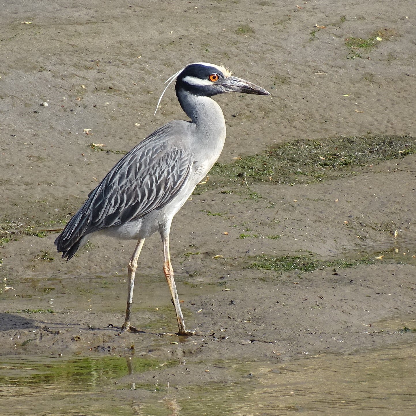 yellow crowned night heron